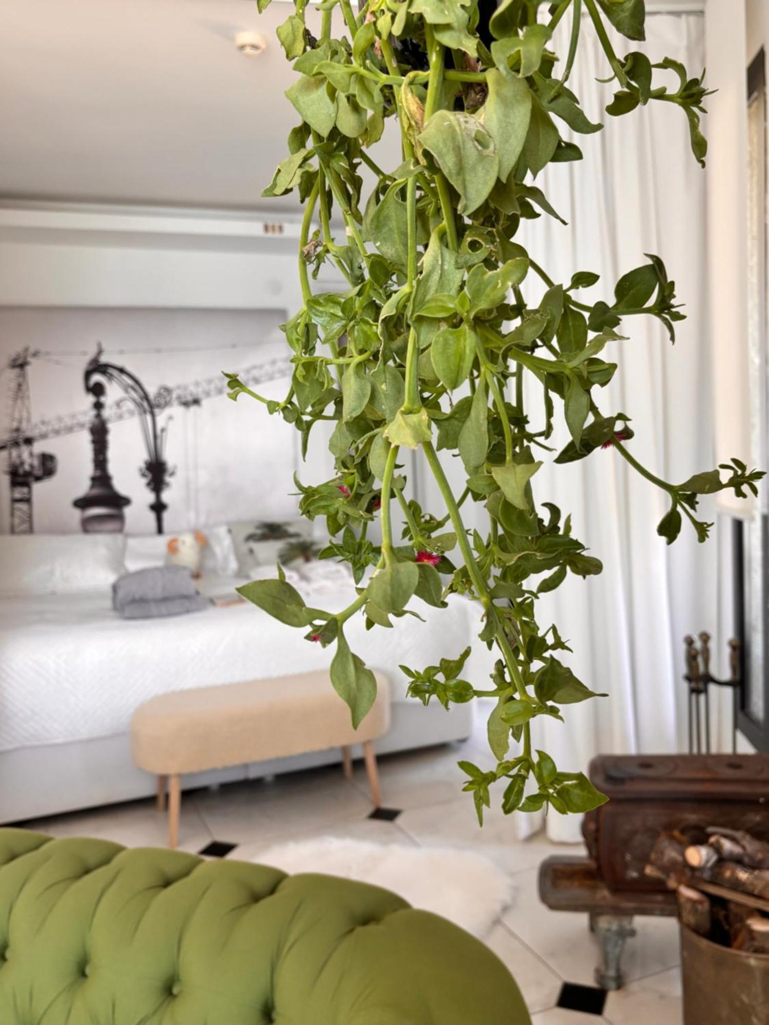 Sato Design Hotel (Adults Only) Çeşme Rom bilde